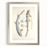 Vintage Animal Art: Spotted Shark Illustration Art Prints