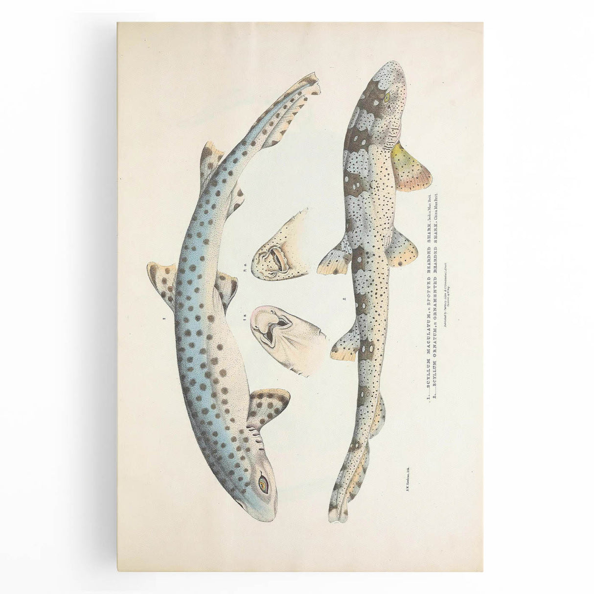 Vintage Animal Art: Spotted Shark Illustration Art Prints