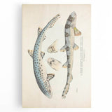 Vintage Animal Art: Spotted Shark Illustration Art Prints