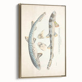 Vintage Animal Art: Spotted Shark Illustration Art Prints