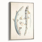 Vintage Animal Art: Spotted Shark Illustration Art Prints