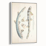 Vintage Animal Art: Spotted Shark Illustration Art Prints