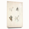 Vintage Animal Art: Bengal Frog Illustration Art Prints