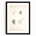 Vintage Animal Art: Bengal Frog Illustration Art Prints