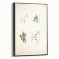 Vintage Animal Art: Bengal Frog Illustration Art Prints