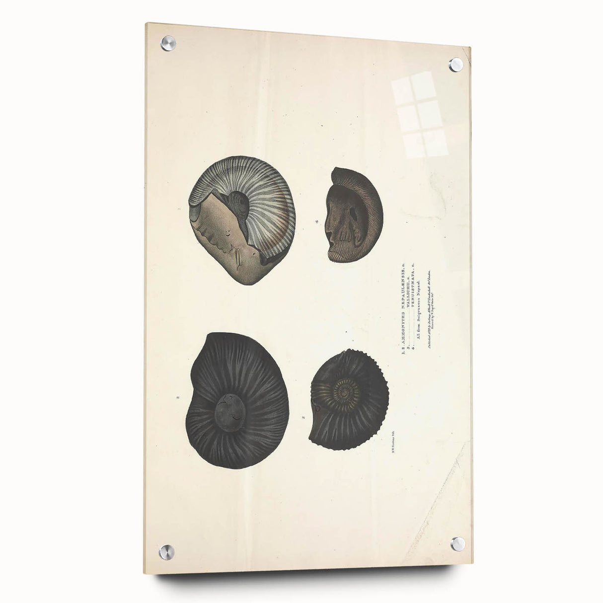 Vintage Animal Art: Ammonite Fossil Illustration Art Prints
