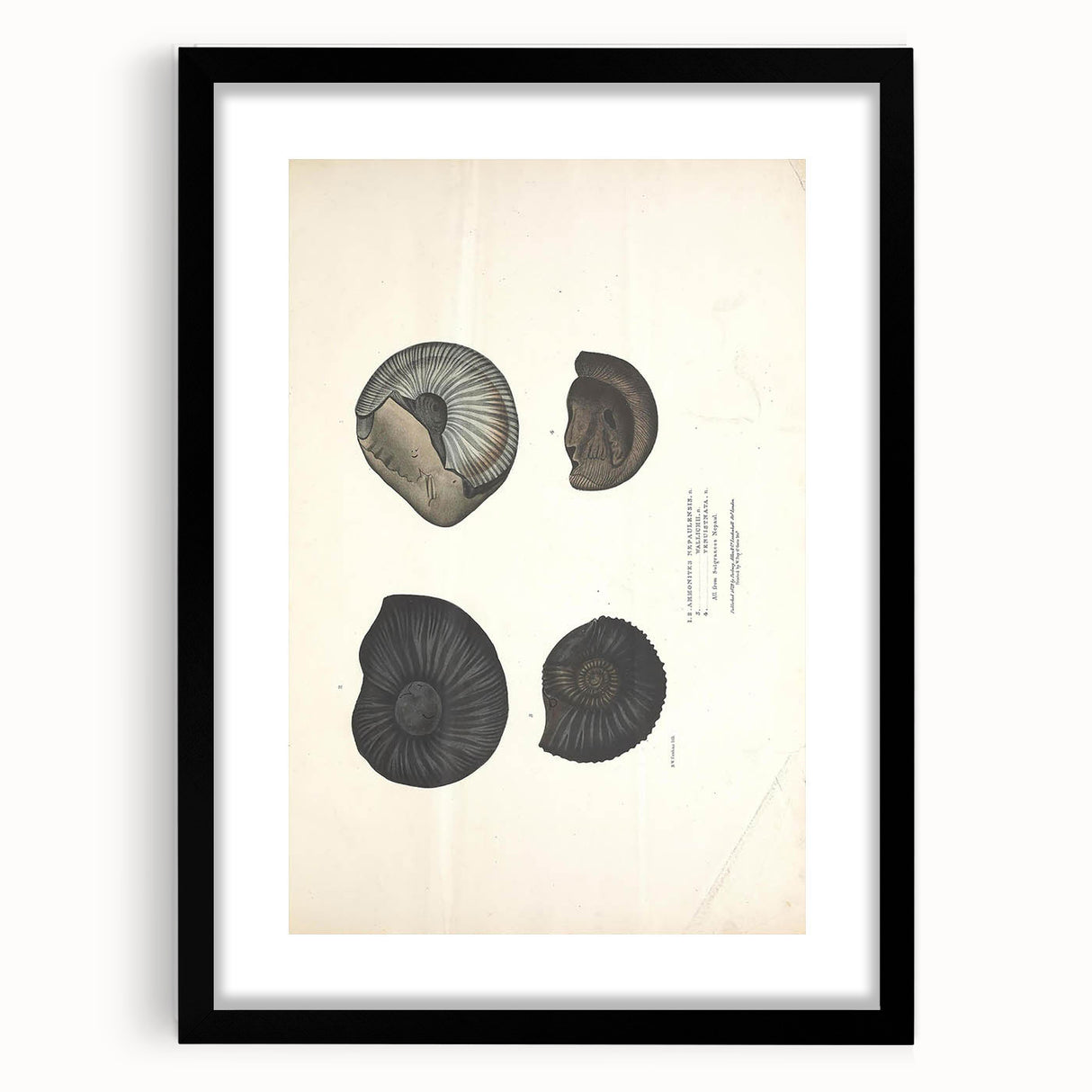Vintage Animal Art: Ammonite Fossil Illustration Art Prints