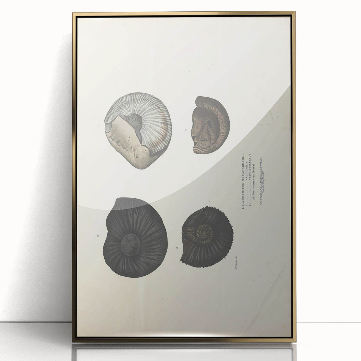 Vintage Animal Art: Ammonite Fossil Illustration Art Prints