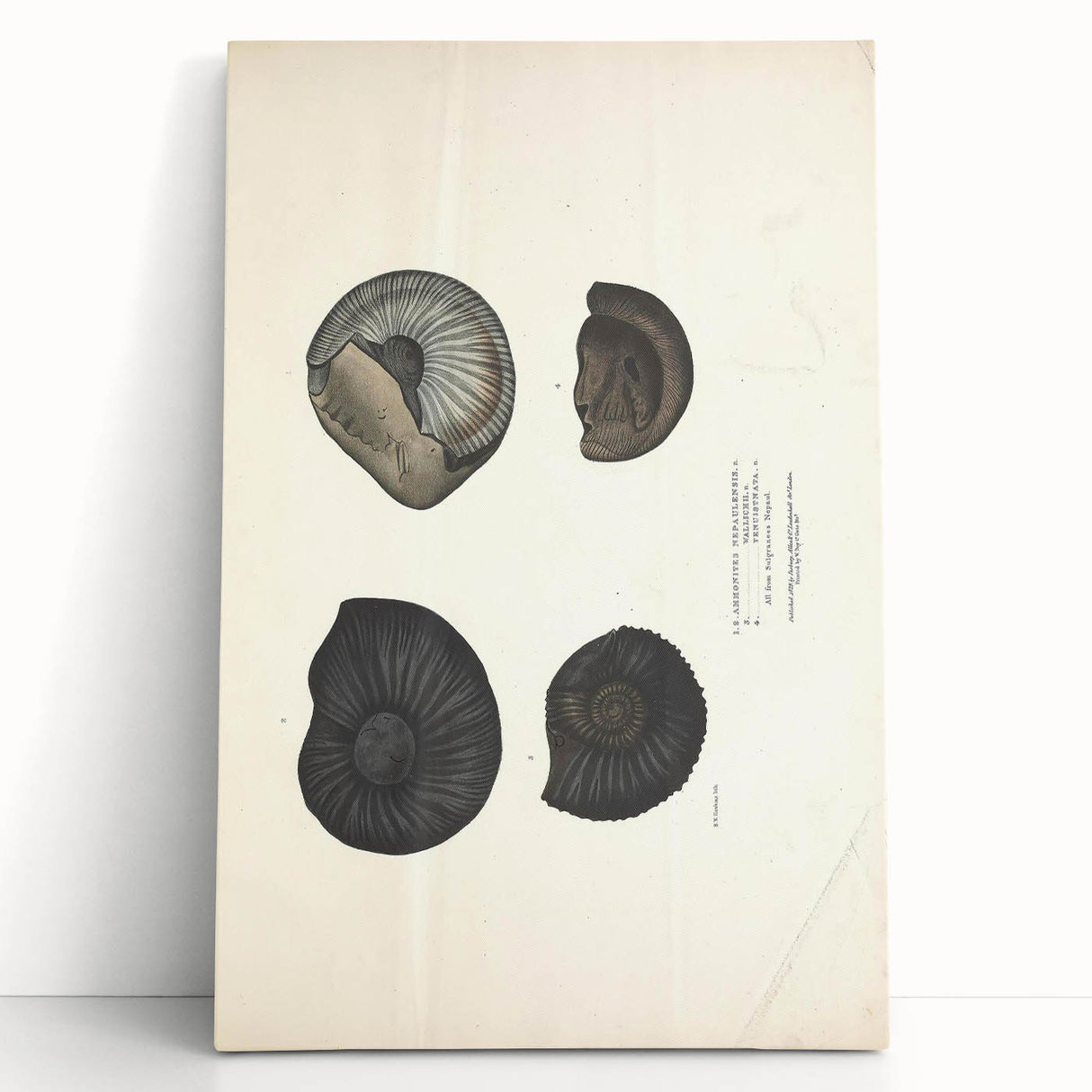 Vintage Animal Art: Ammonite Fossil Illustration Art Prints