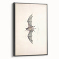 Vintage Animal Art: Murine Bat Illustration Art Prints
