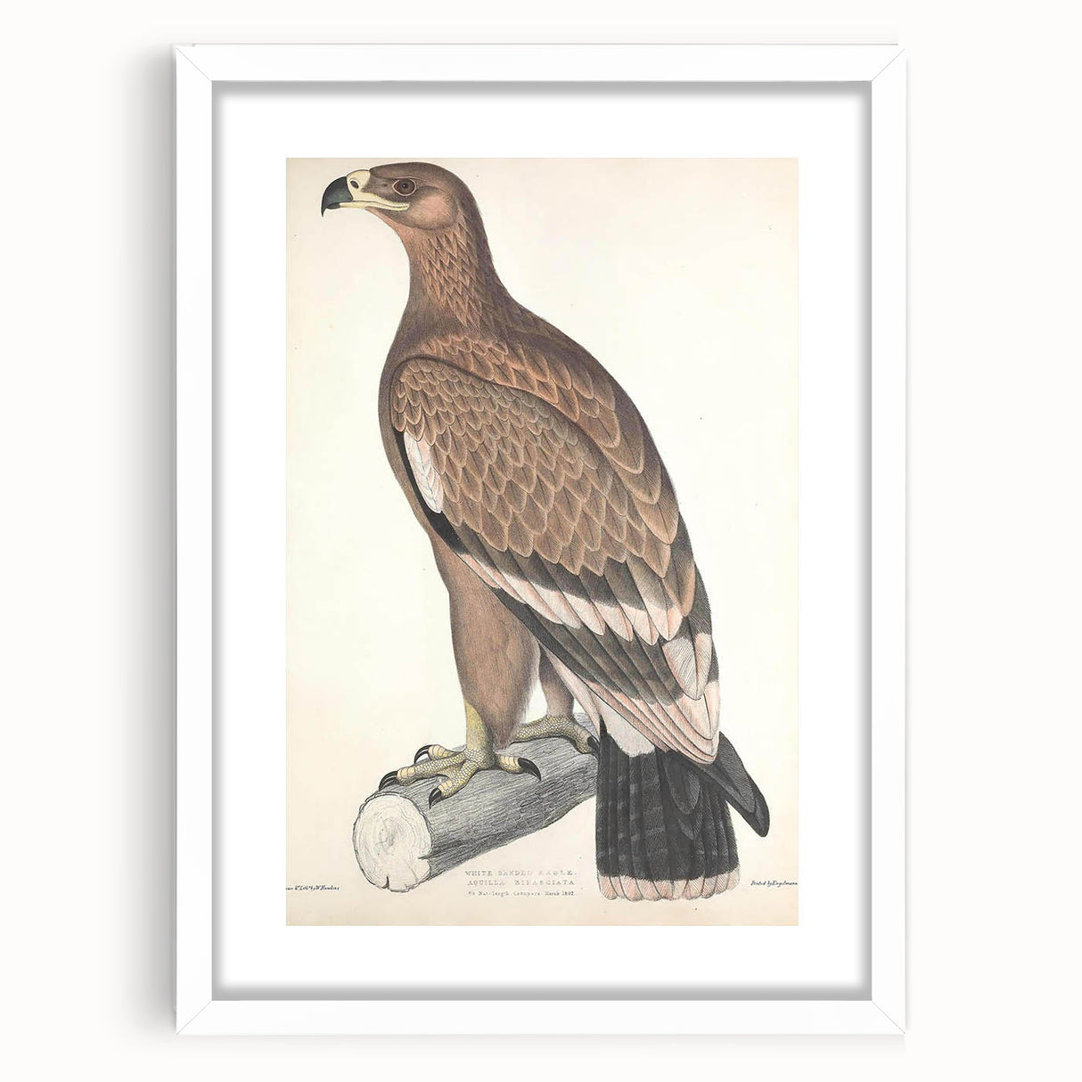 Vintage Animal Art - Retro White Bandied Eagle Illustration