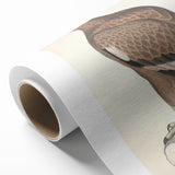 Vintage Animal Art - Retro White Bandied Eagle Illustration