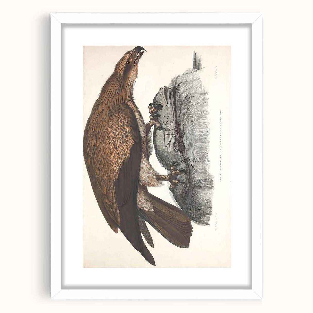 Vintage Animal Art - Retro Plain Fishing Eagle Illustration