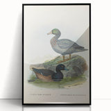 Vintage Animal Art: Duck Illustration Art Print