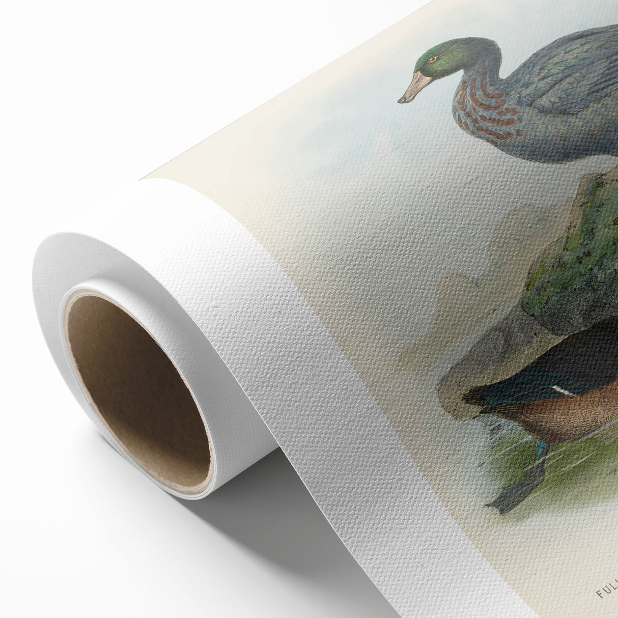 Vintage Animal Art: Duck Illustration Art Print