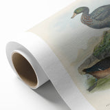 Vintage Animal Art: Duck Illustration Art Print