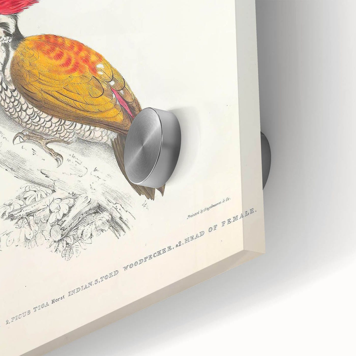 Vintage Animal Art: Crimson & Indian-Streaked Woodpecker Print