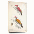 Vintage Animal Art: Crimson & Indian-Streaked Woodpecker Print