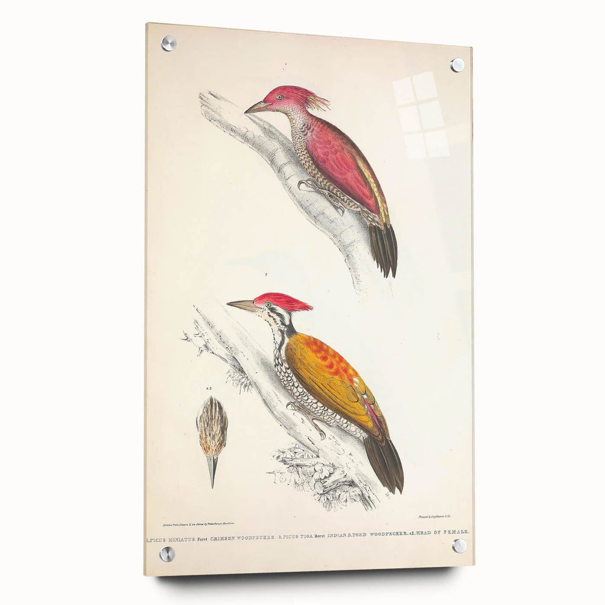 Vintage Animal Art: Crimson & Indian-Streaked Woodpecker Print