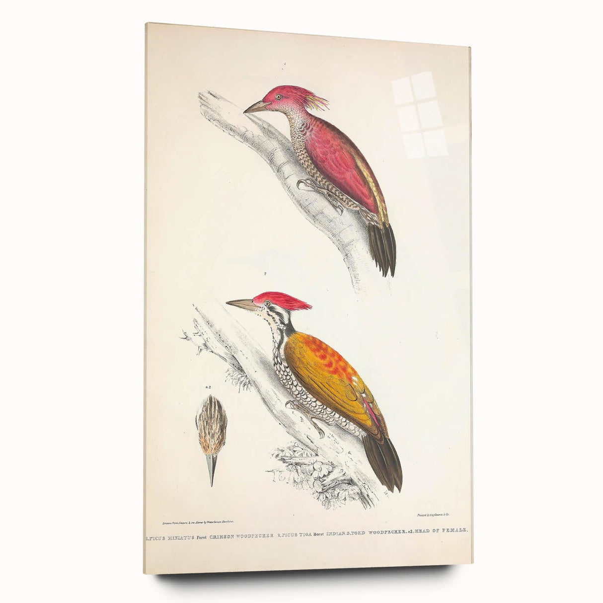Vintage Animal Art: Crimson & Indian-Streaked Woodpecker Print