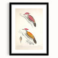 Vintage Animal Art: Crimson & Indian-Streaked Woodpecker Print