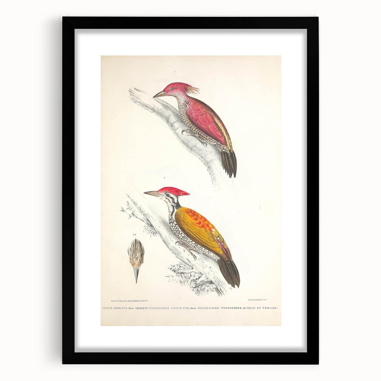Vintage Animal Art: Crimson & Indian-Streaked Woodpecker Print