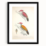 Vintage Animal Art: Crimson & Indian-Streaked Woodpecker Print