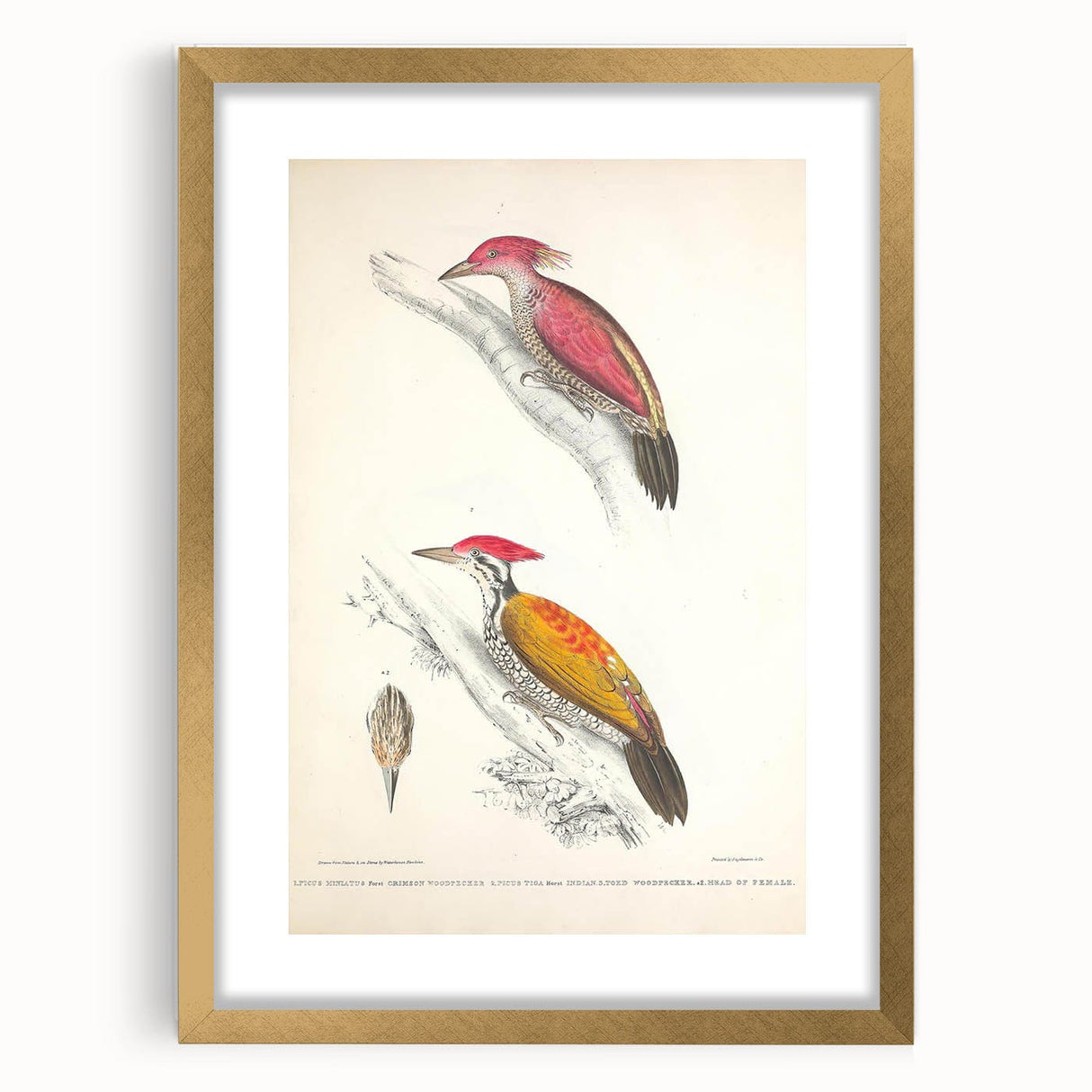 Vintage Animal Art: Crimson & Indian-Streaked Woodpecker Print