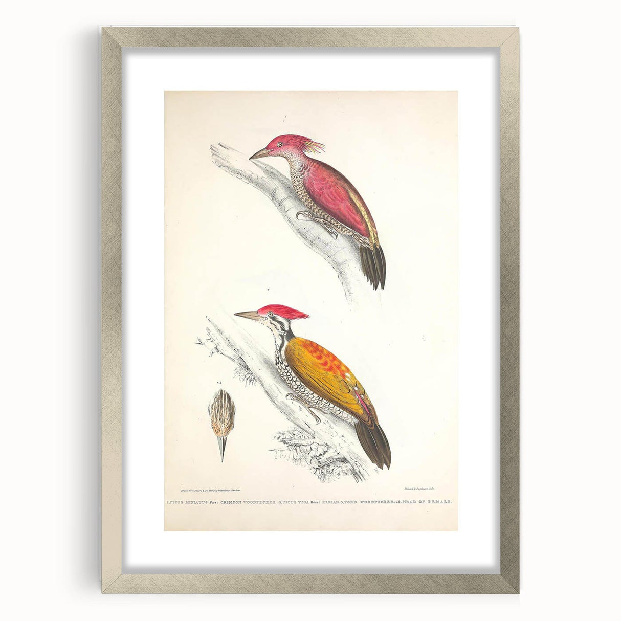 Vintage Animal Art: Crimson & Indian-Streaked Woodpecker Print