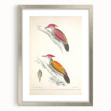 Vintage Animal Art: Crimson & Indian-Streaked Woodpecker Print