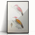 Vintage Animal Art: Crimson & Indian-Streaked Woodpecker Print