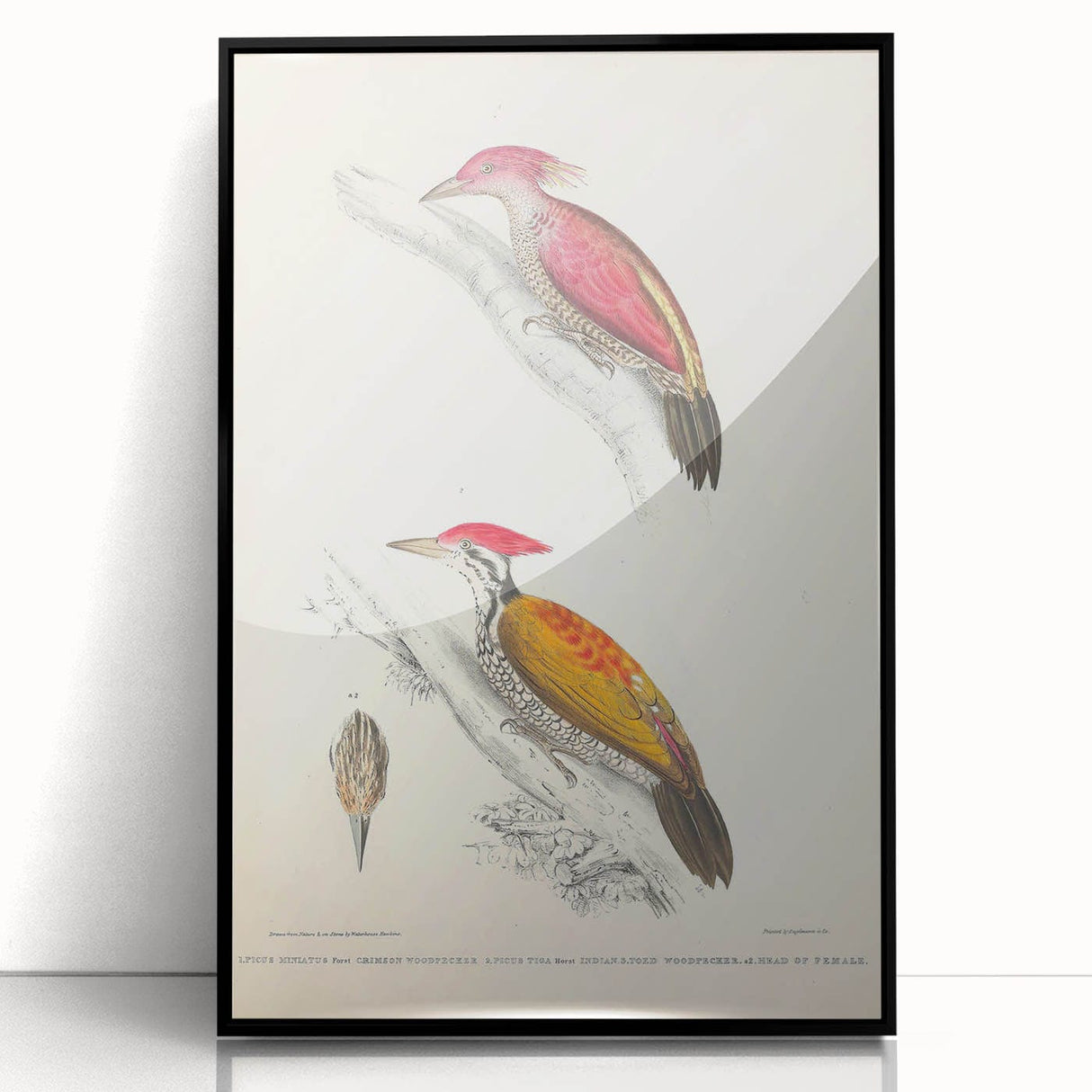 Vintage Animal Art: Crimson & Indian-Streaked Woodpecker Print