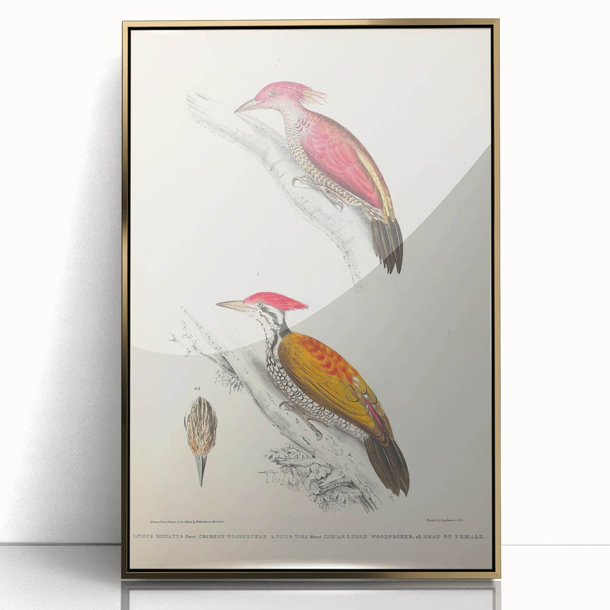 Vintage Animal Art: Crimson & Indian-Streaked Woodpecker Print