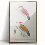 Vintage Animal Art: Crimson & Indian-Streaked Woodpecker Print