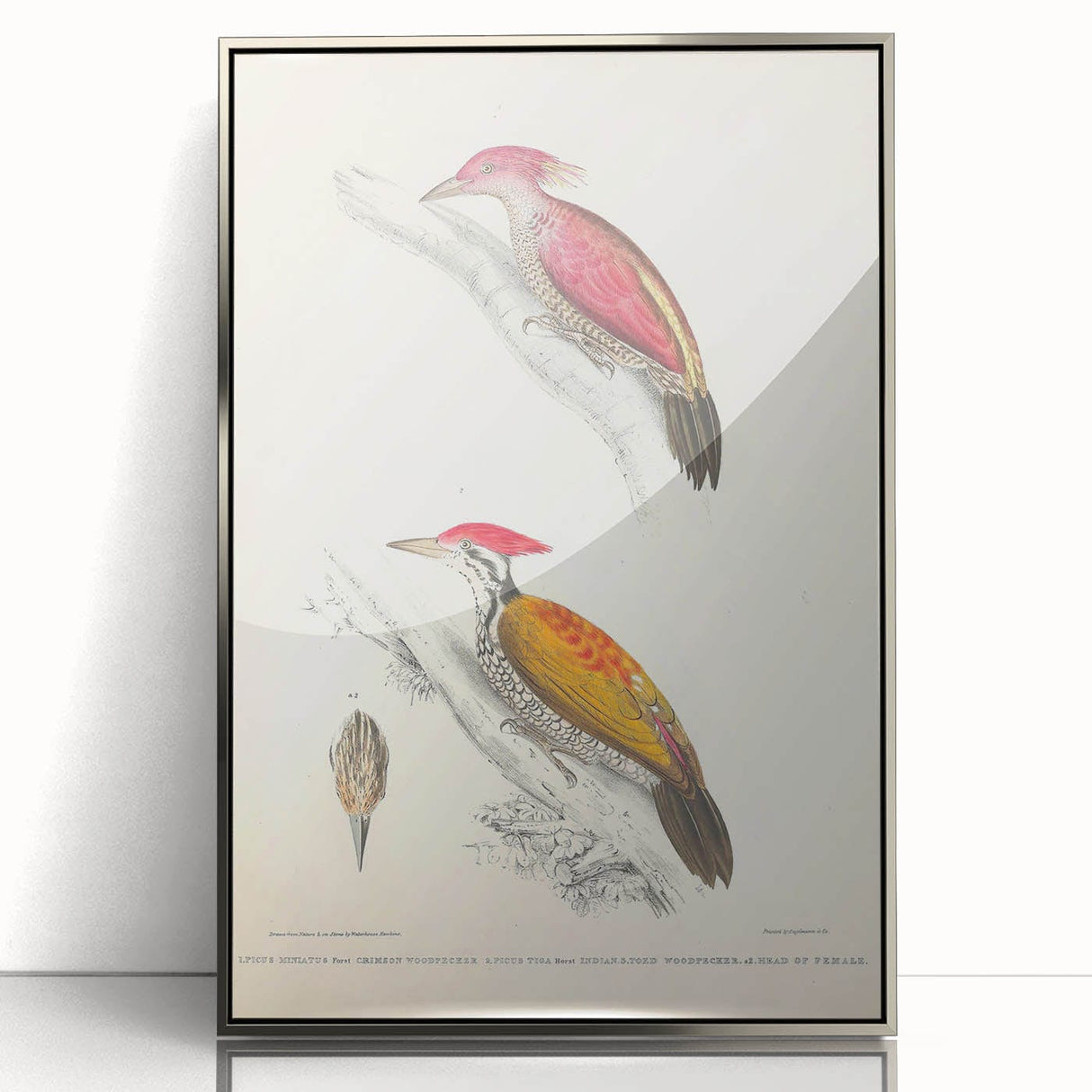 Vintage Animal Art: Crimson & Indian-Streaked Woodpecker Print