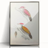 Vintage Animal Art: Crimson & Indian-Streaked Woodpecker Print