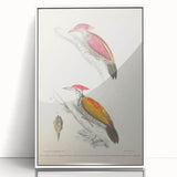 Vintage Animal Art: Crimson & Indian-Streaked Woodpecker Print