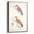 Vintage Animal Art: Crimson & Indian-Streaked Woodpecker Print