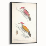 Vintage Animal Art: Crimson & Indian-Streaked Woodpecker Print