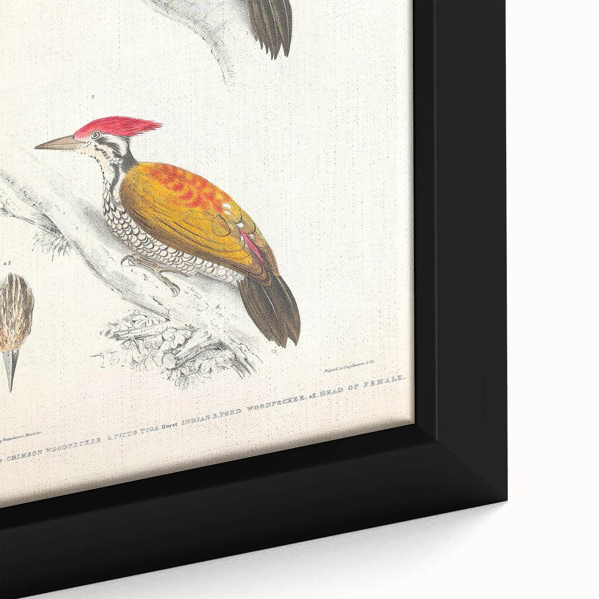 Vintage Animal Art: Crimson & Indian-Streaked Woodpecker Print