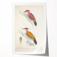 Vintage Animal Art: Crimson & Indian-Streaked Woodpecker Print