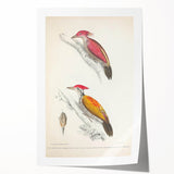 Vintage Animal Art: Crimson & Indian-Streaked Woodpecker Print