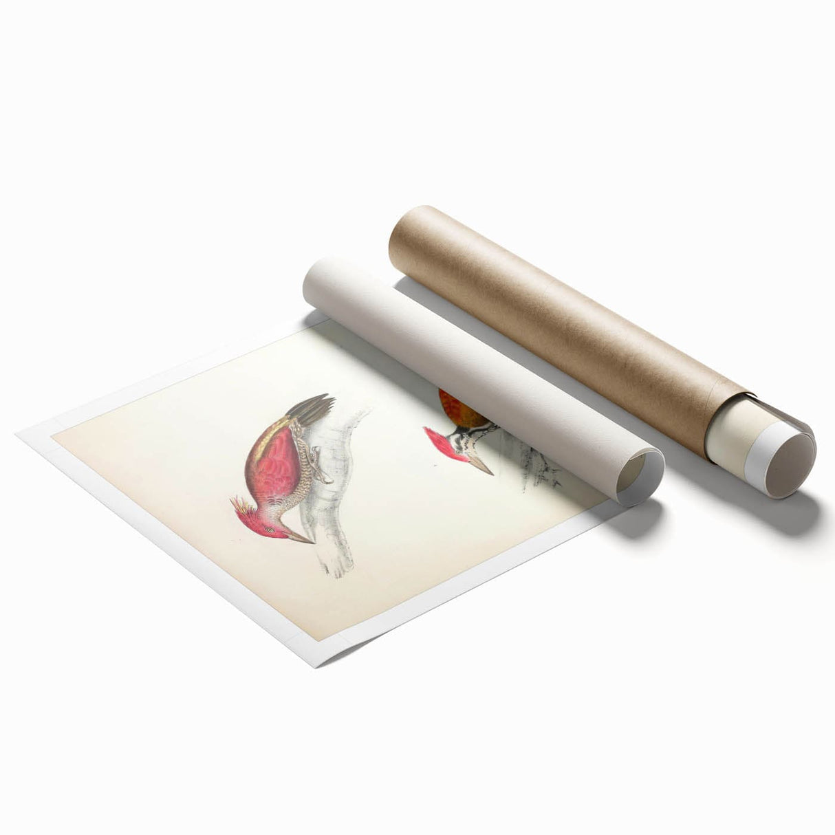 Vintage Animal Art: Crimson & Indian-Streaked Woodpecker Print