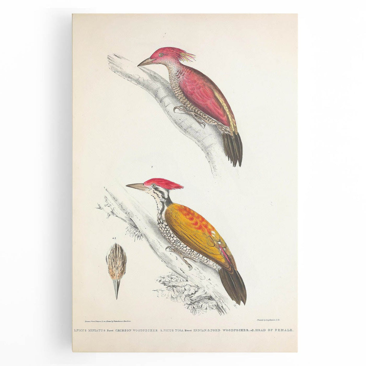 Vintage Animal Art: Crimson & Indian-Streaked Woodpecker Print