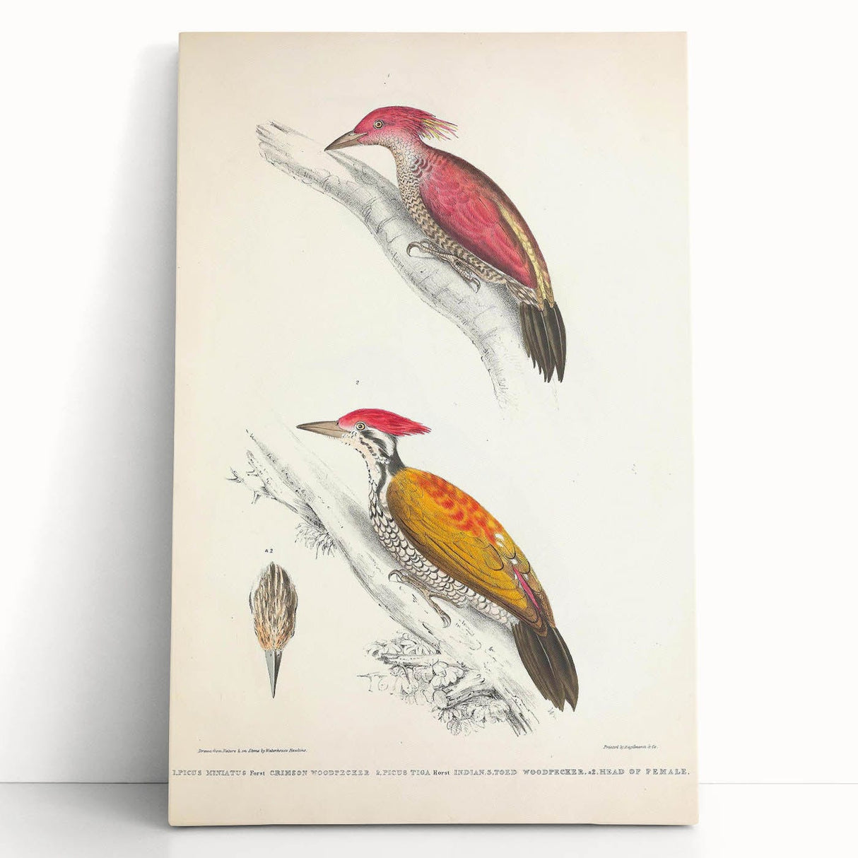 Vintage Animal Art: Crimson & Indian-Streaked Woodpecker Print