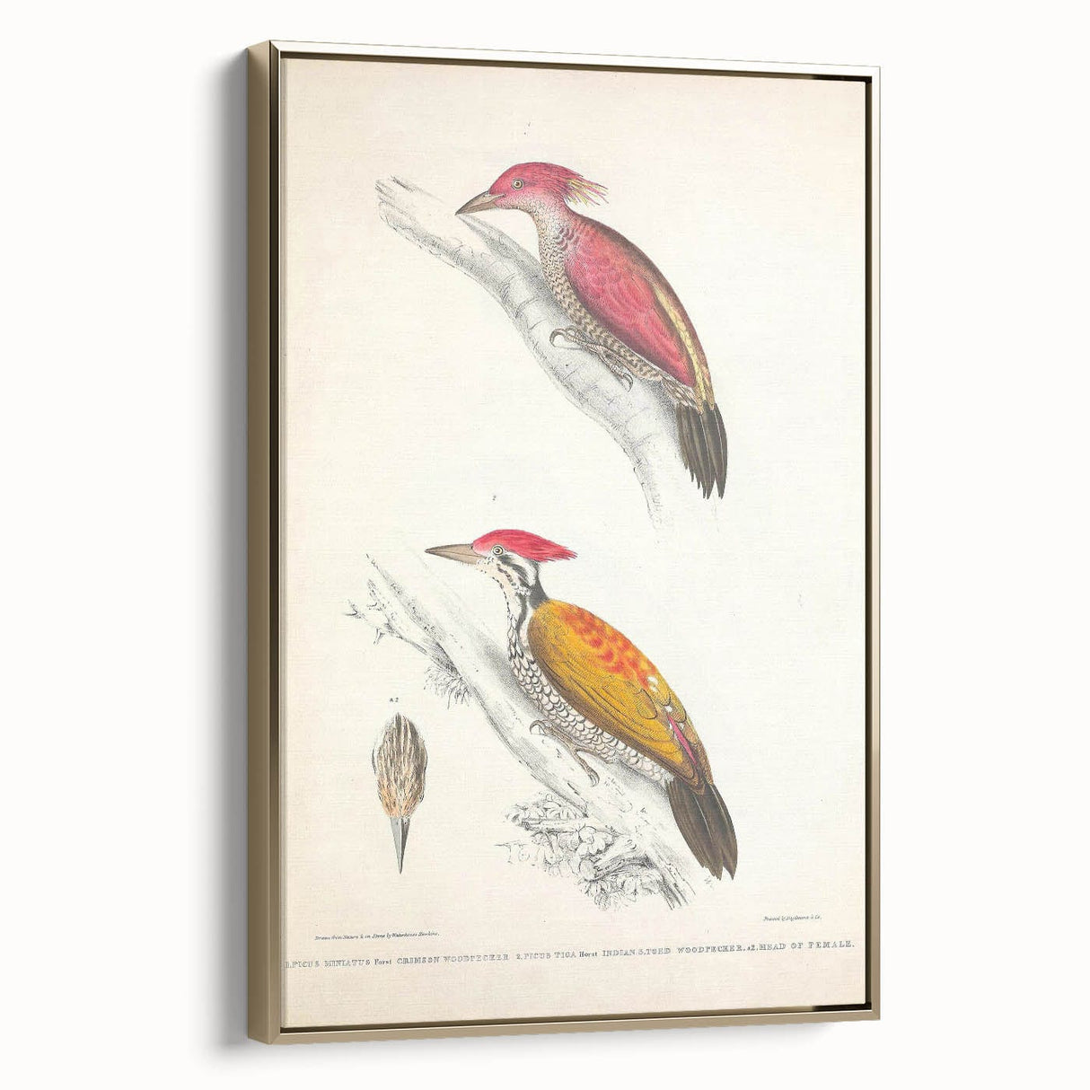 Vintage Animal Art: Crimson & Indian-Streaked Woodpecker Print