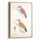 Vintage Animal Art: Crimson & Indian-Streaked Woodpecker Print