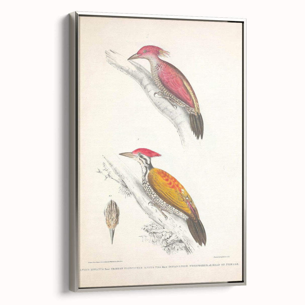Vintage Animal Art: Crimson & Indian-Streaked Woodpecker Print