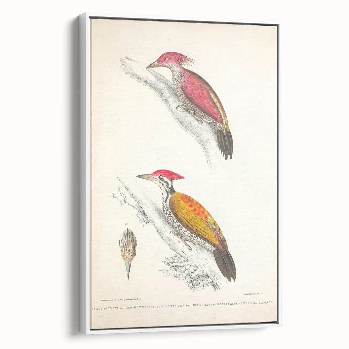 Vintage Animal Art: Crimson & Indian-Streaked Woodpecker Print