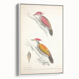 Vintage Animal Art: Crimson & Indian-Streaked Woodpecker Print